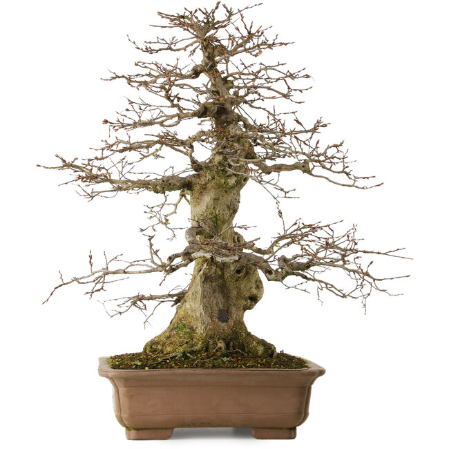 Carpinus coreana yamadori, 70 cm, ca. 40 Jahre alt, mit einem Wurzelhals von 28 cm, in einem zerbrochenen Topf