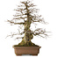 Carpinus coreana yamadori, 70 cm, ± 40 jaar oud, met een nebari van 28 cm, in een gebroken pot.
