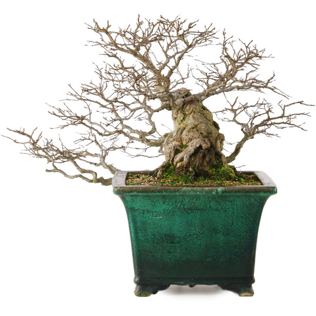 Carpinus coreana yamadori, 40 cm, ± 30 anni, con un nebari di 15 cm