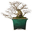 Carpinus coreana yamadori, 40 cm, ± 30 jaar oud, met een nebari van 15 cm
