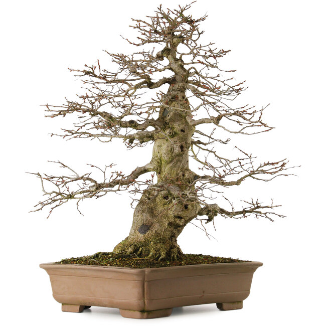 Carpinus coreana yamadori, 70 cm, environ 40 ans, avec un nebari de 28 cm, dans un pot cassé