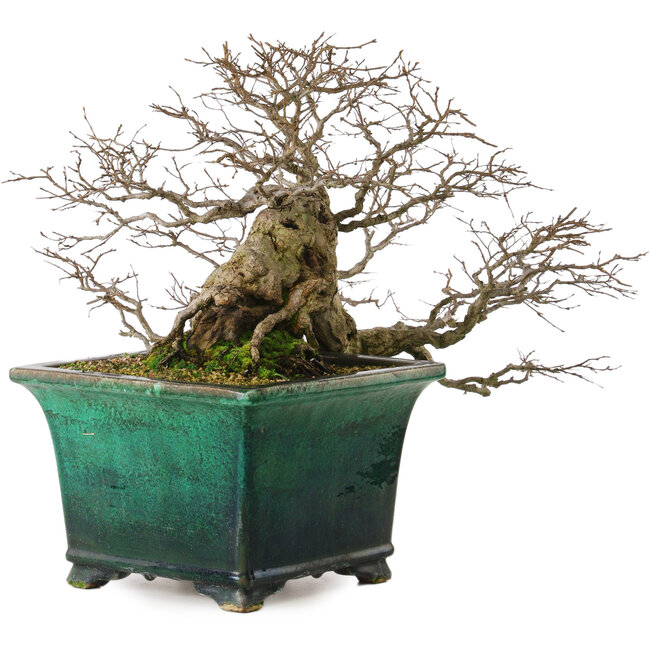 Carpinus coreana yamadori, 40 cm, ± 30 years old, with a nebari of 15 cm