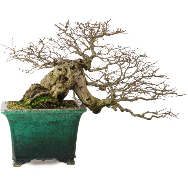 Carpinus coreana yamadori, 40 cm, ± 30 años, con un nebari de 15 cm