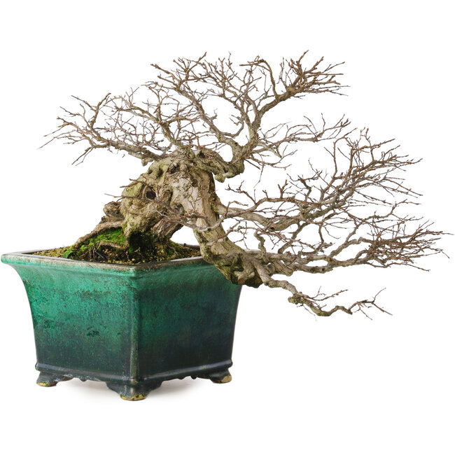 Carpinus coreana yamadori, 40 cm, ± 30 Jahre alt, mit einem Nebari von 15 cm