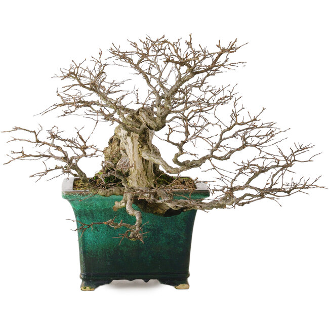 Carpinus coreana yamadori, 40 cm, ± 30 Jahre alt, mit einem Nebari von 15 cm