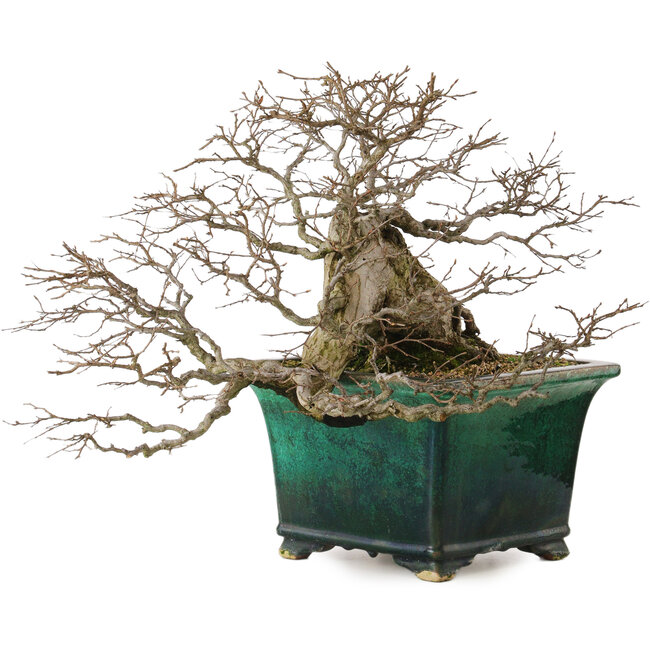 Carpinus coreana yamadori, 40 cm, ± 30 years old, with a nebari of 15 cm