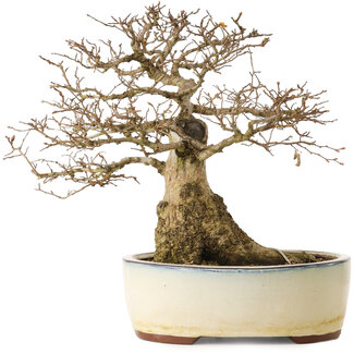 Carpinus coreana yamadori, 33 cm, ± 25 anni