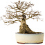 Carpinus coreana yamadori, 33 cm, ± 25 years old, with a nebari of 20 cm