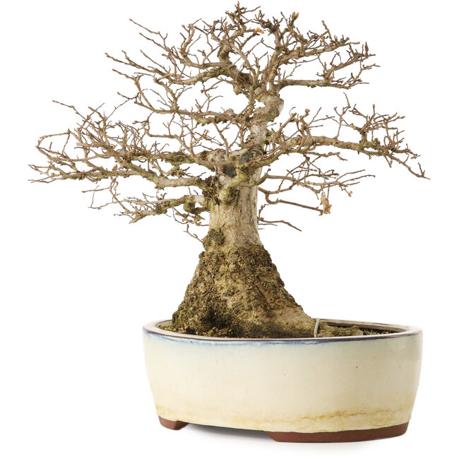 Carpinus coreana yamadori, 33 cm, ± 25 years old, with a nebari of 20 cm