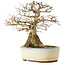 Carpinus coreana yamadori, 33 cm, ± 25 años, con un nebari de 20 cm