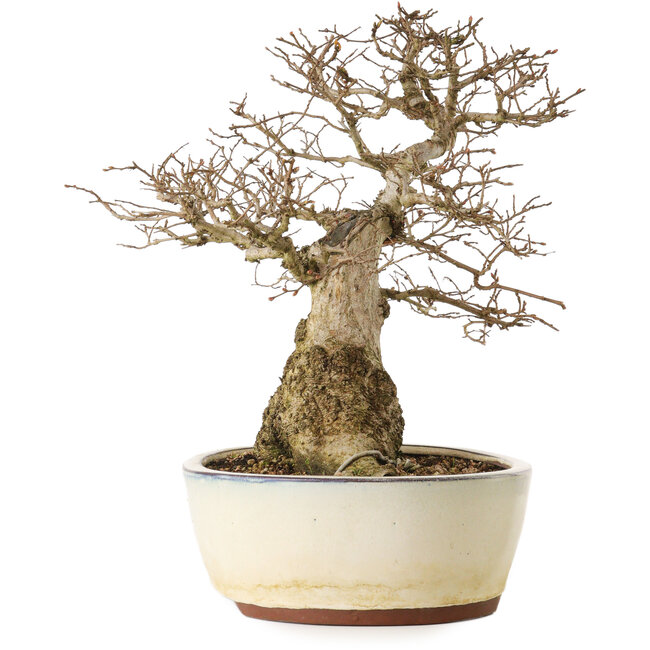 Carpinus coreana yamadori, 33 cm, ± 25 ans, avec un nebari de 20 cm