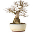 Carpinus coreana yamadori, 33 cm, ± 25 anni, con un nebari di 20 cm