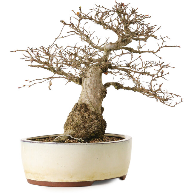Carpinus coreana yamadori, 33 cm, ± 25 jaar oud, met een nebari van 20 cm