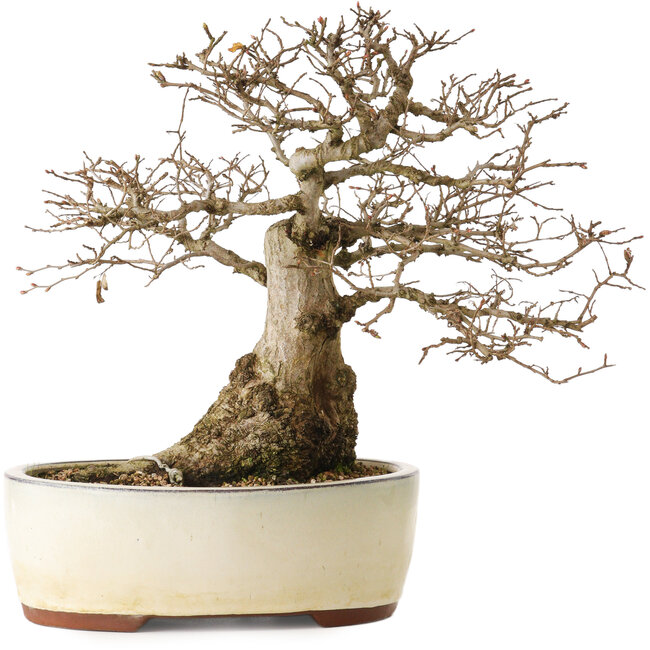 Carpinus coreana yamadori, 33 cm, ± 25 years old, with a nebari of 20 cm