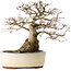 Carpinus coreana yamadori, 33 cm, ± 25 years old, with a nebari of 20 cm