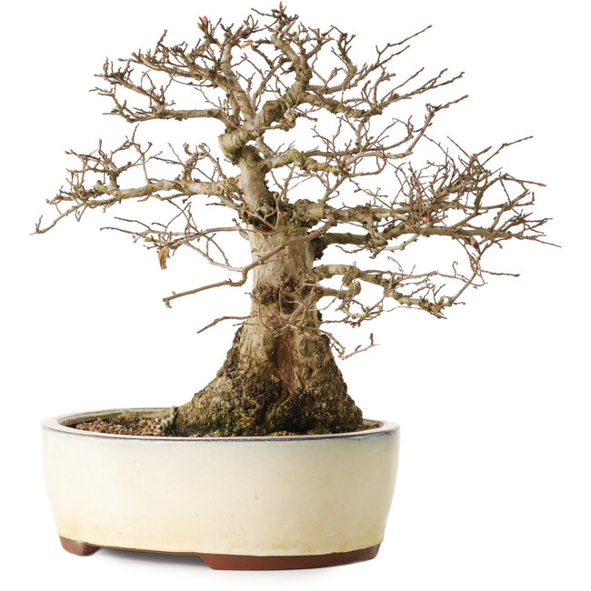 Carpinus coreana yamadori, 33 cm, ± 25 años, con un nebari de 20 cm