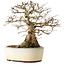 Carpinus coreana yamadori, 33 cm, ± 25 ans, avec un nebari de 20 cm