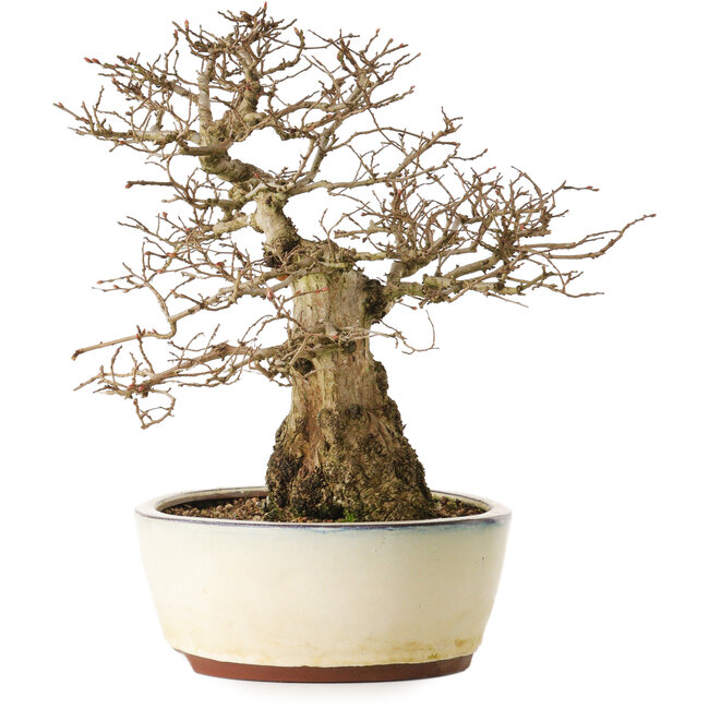 Carpinus coreana yamadori, 33 cm, ± 25 anni, con un nebari di 20 cm