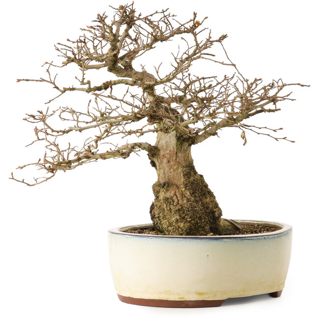 Carpinus coreana yamadori, 33 cm, ± 25 ans, avec un nebari de 20 cm