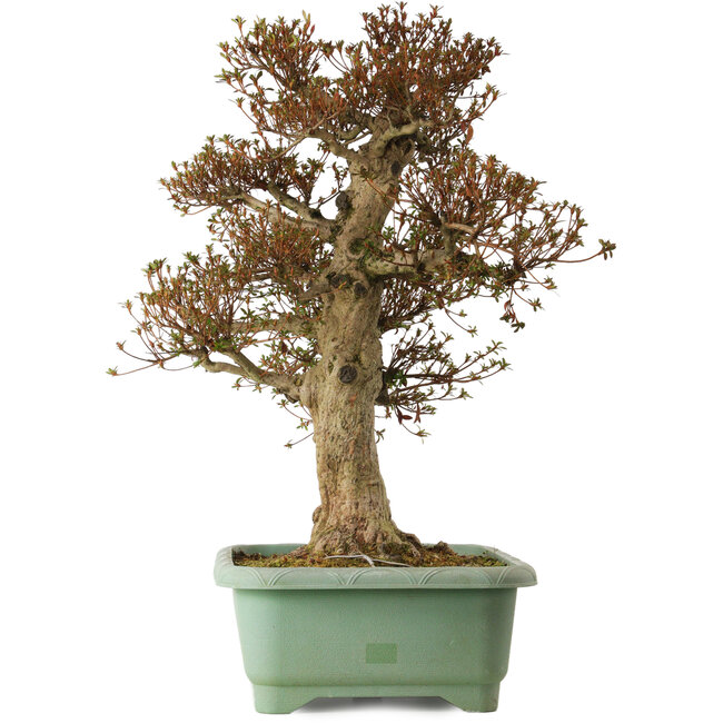 Rhododendron indicum Kinsai, 74 cm, ± 25 ans, avec un nebari de 30 cm