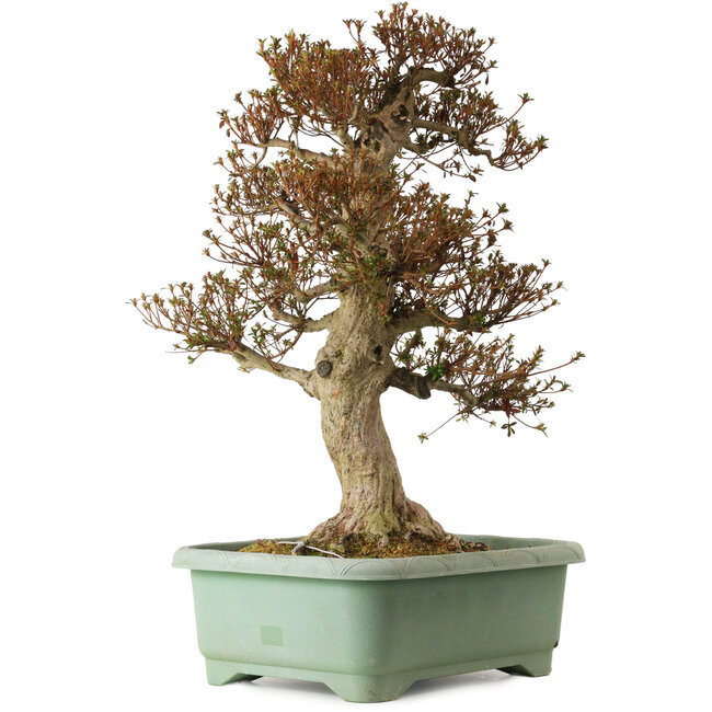 Rhododendron indicum Kinsai, 74 cm, ± 25 years old, with a nebari of 30 cm