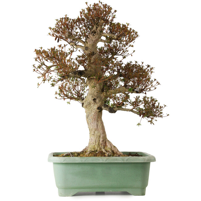 Rhododendron indicum Kinsai, 74 cm, ± 25 years old, with a nebari of 30 cm