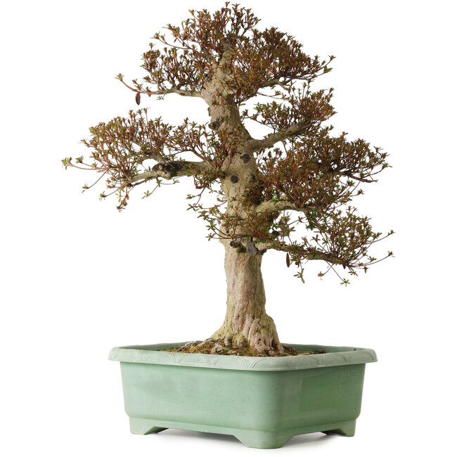 Rhododendron indicum Kinsai, 74 cm, ± 25 years old, with a nebari of 30 cm