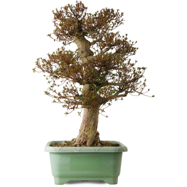 Rhododendron indicum Kinsai, 74 cm, ± 25 años, con un nebari de 30 cm