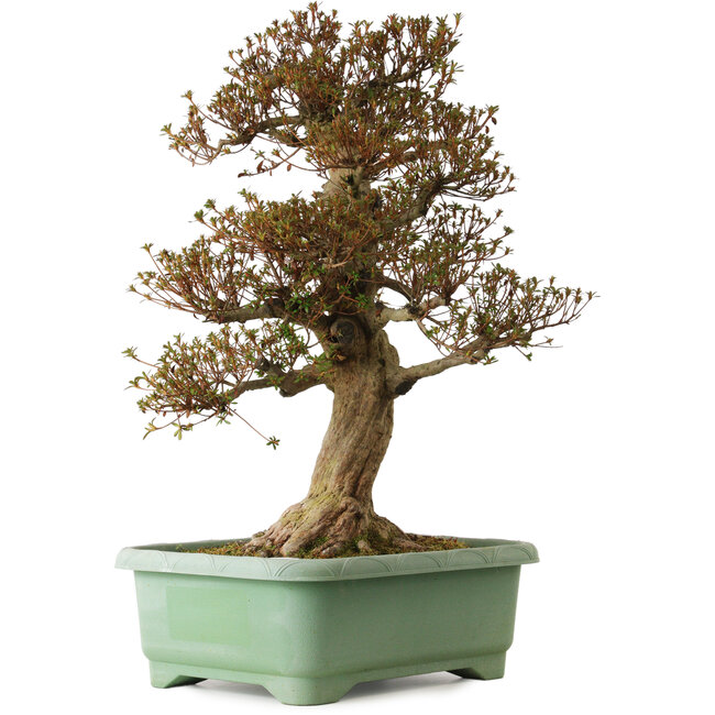 Rhododendron indicum Kinsai, 74 cm, ± 25 anni, con un nebari di 30 cm