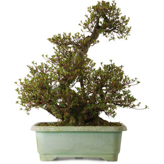 Rhododendron indicum Aozora, 70 cm, ± 35 Jahre alt