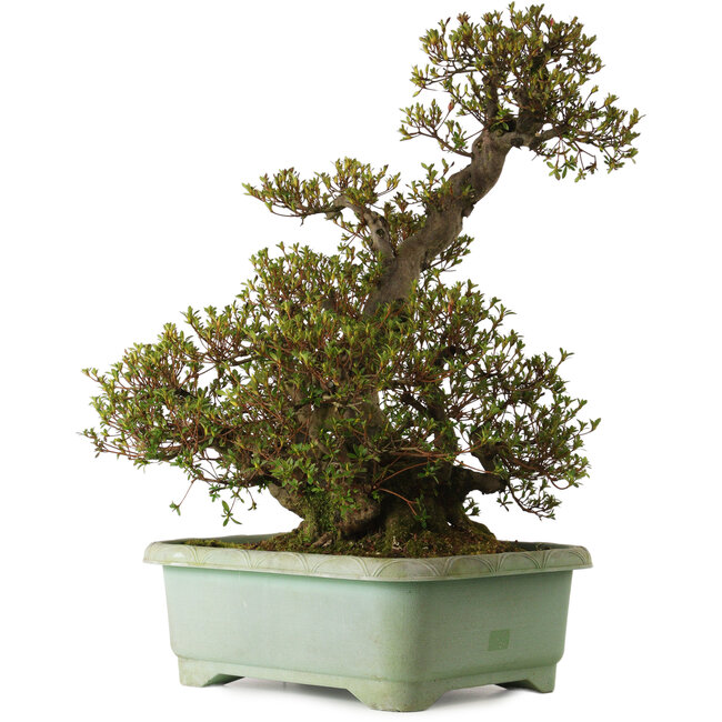 Rhododendron indicum Aozora, 70 cm, ± 35 años, con un nebari de 24 cm