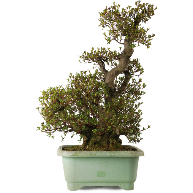 Rhododendron indicum Aozora, 70 cm, ± 35 años, con un nebari de 24 cm