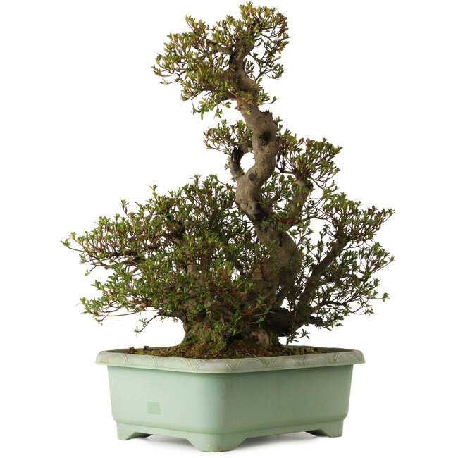 Rhododendron indicum Aozora, 70 cm, ± 35 jaar oud, met een nebari van 24 cm