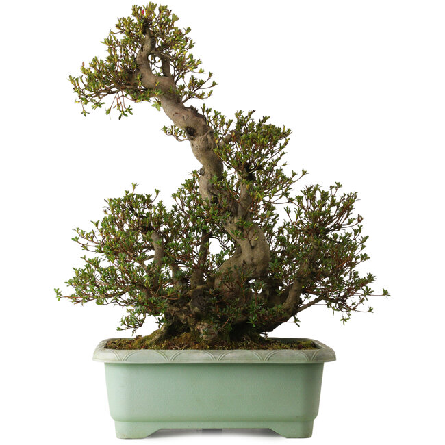 Rhododendron indicum Aozora, 70 cm, ± 35 jaar oud, met een nebari van 24 cm