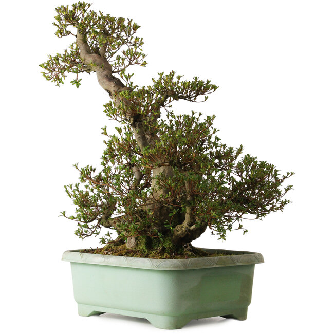 Rhododendron indicum Aozora, 70 cm, ± 35 ans, avec un nebari de 24 cm