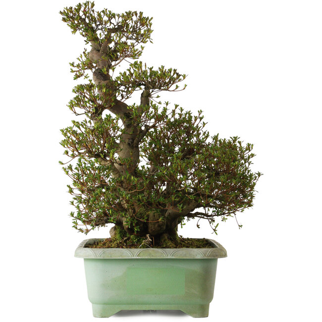 Rhododendron indicum Aozora, 70 cm, ± 35 ans, avec un nebari de 24 cm