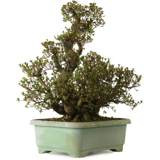 Rhododendron indicum Aozora, 70 cm, ca. 35 Jahre alt, mit einem Wurzelhals von 24 cm