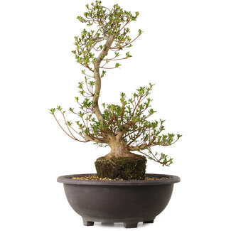 Rhododendron indicum Yoshizuki, 65 cm, ± 20 ans