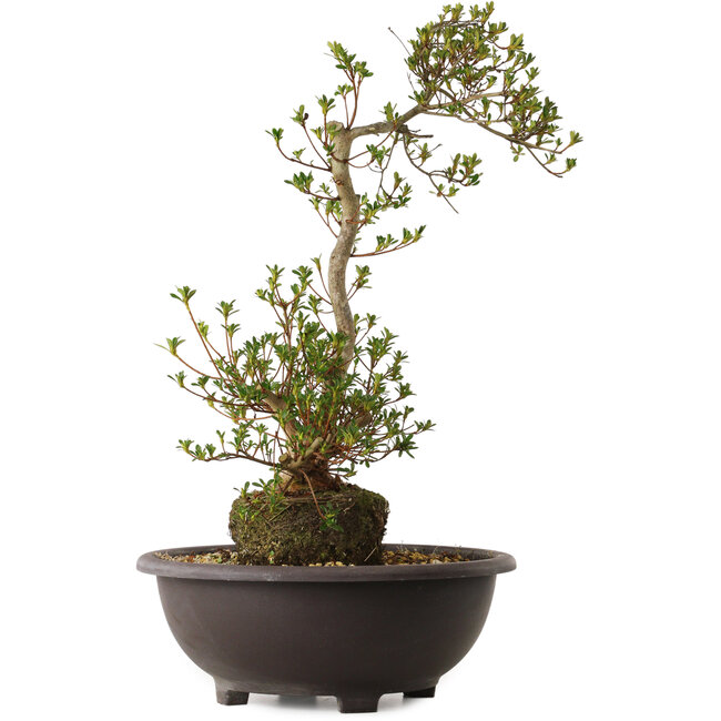 Rhododendron indicum Yoshizuki, 65 cm, ca. 20 Jahre alt, mit einem Wurzelhals von 15 cm