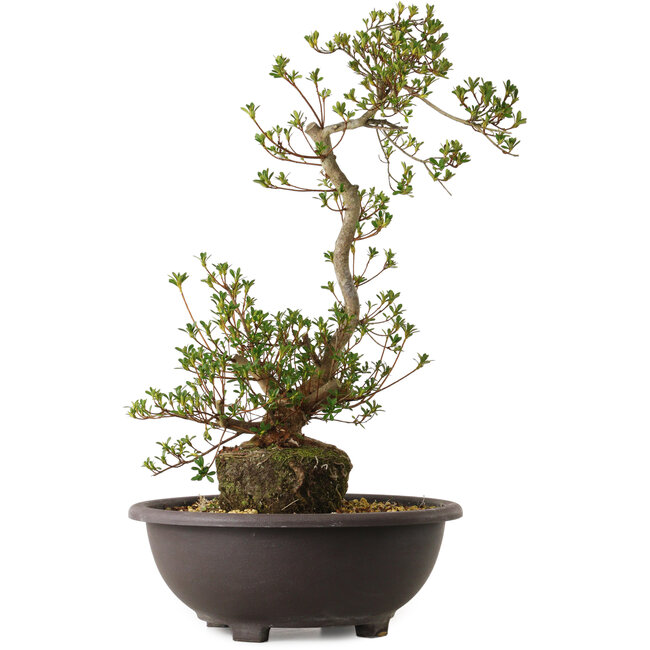 Rhododendron indicum Yoshizuki, 65 cm, ca. 20 Jahre alt, mit einem Wurzelhals von 15 cm