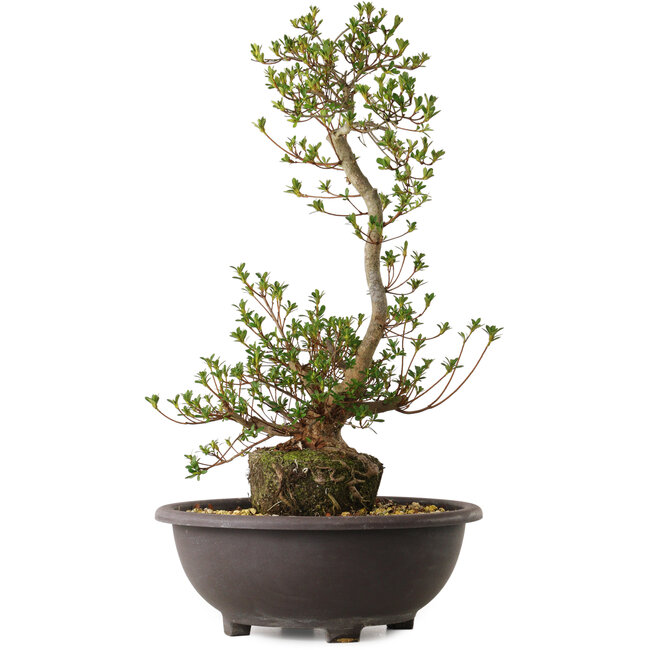 Rhododendron indicum Yoshizuki, 65 cm, ± 20 jaar oud, met een nebari van 15 cm
