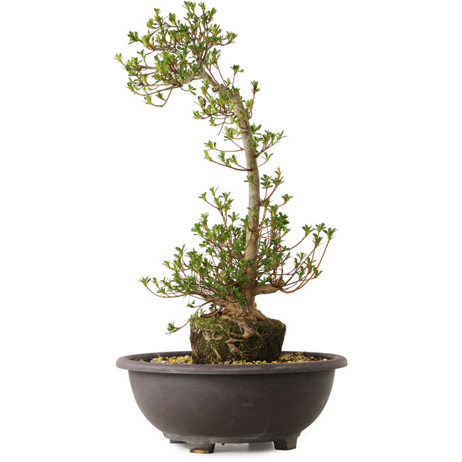 Rhododendron indicum Yoshizuki, 65 cm, ± 20 years old, with a nebari of 15 cm