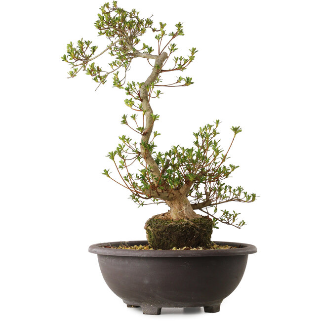 Rhododendron indicum Yoshizuki, 65 cm, ± 20 years old, with a nebari of 15 cm