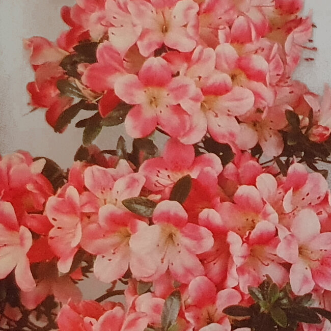 Rhododendron indicum Yoshizuki, 65 cm, ± 20 ans, avec un nebari de 15 cm