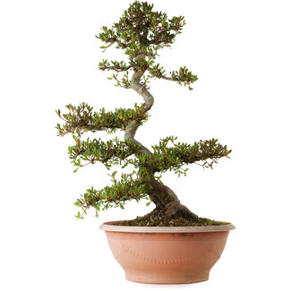 Rhododendron indicum, variëteit onbekend, 70 cm, ± 25 jaar oud