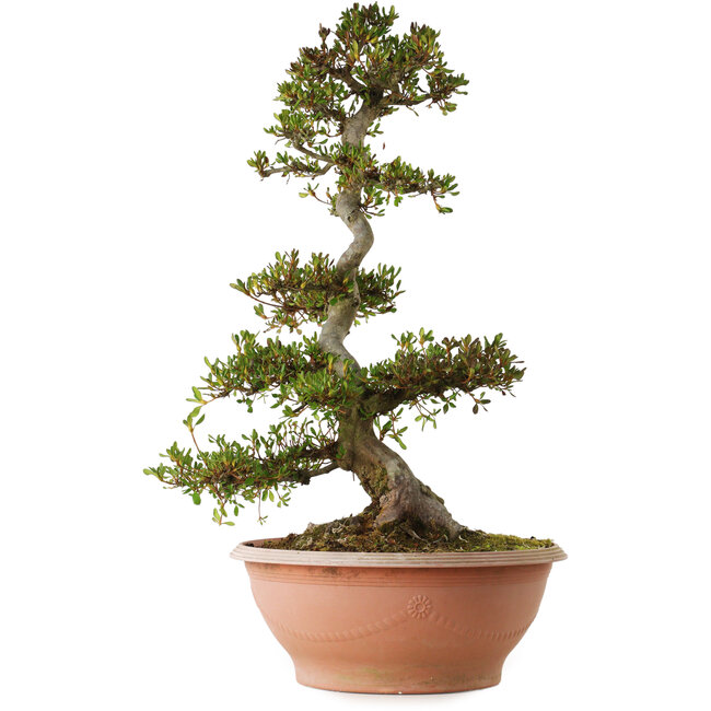 Rhododendron indicum varietà sconosciuta, 70 cm, ± 25 anni, con un nebari di 16 cm