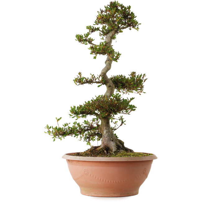 Rhododendron indicum variedad desconocida, 70 cm, ± 25 años, con un nebari de 16 cm