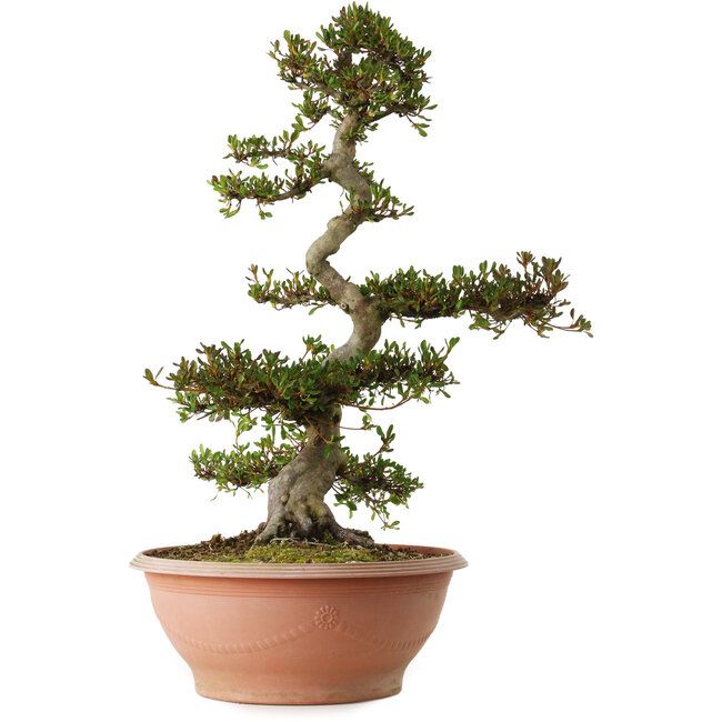 Rhododendron indicum, variëteit onbekend, 70 cm hoog, ± 25 jaar oud, met een nebari van 16 cm.