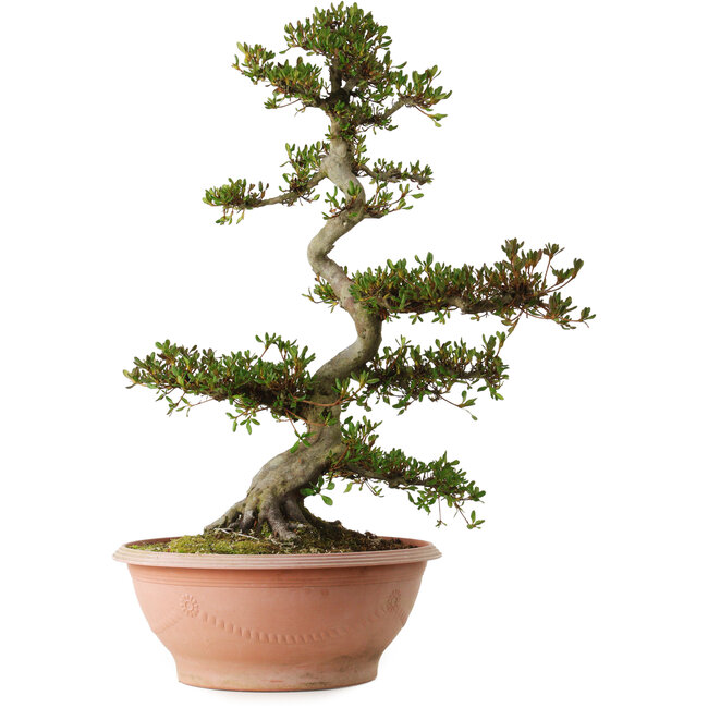 Rhododendron indicum varietà sconosciuta, 70 cm, ± 25 anni, con un nebari di 16 cm