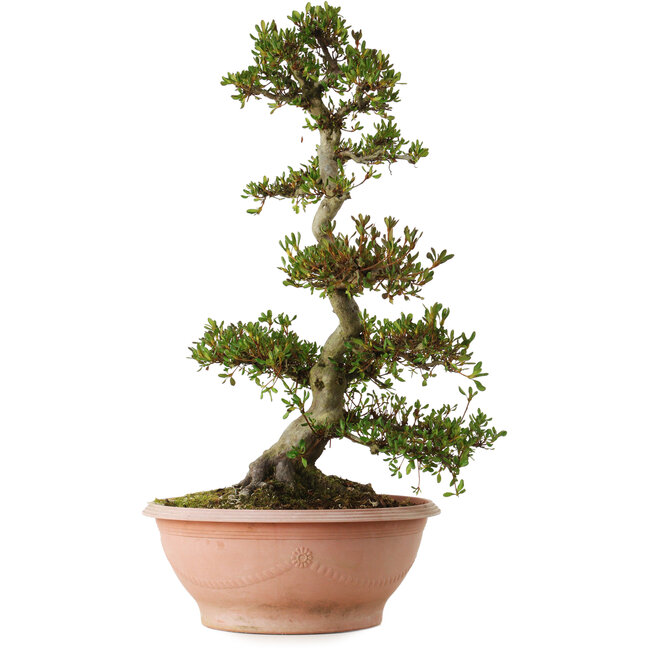 Rhododendron indicum, variëteit onbekend, 70 cm hoog, ± 25 jaar oud, met een nebari van 16 cm.